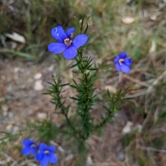 Cheiranthera linearis at Lade Vale, NSW - 11 Nov 2022