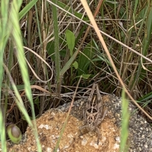 Perunga ochracea at Strathnairn, ACT - 11 Nov 2022 11:20 AM