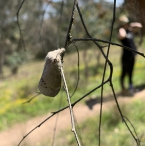 Pinara undescribed species near divisa at Coree, ACT - 8 Nov 2022