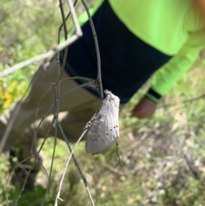 Pinara undescribed species near divisa at Coree, ACT - 8 Nov 2022