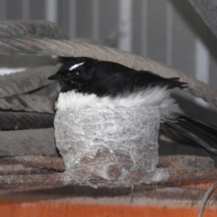 Rhipidura leucophrys (Willie Wagtail) at Lions Youth Haven - Westwood Farm A.C.T. - 11 Nov 2022 by HelenCross