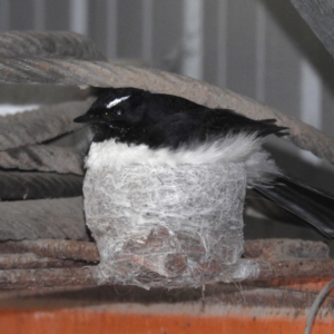 Rhipidura leucophrys at Kambah, ACT - suppressed