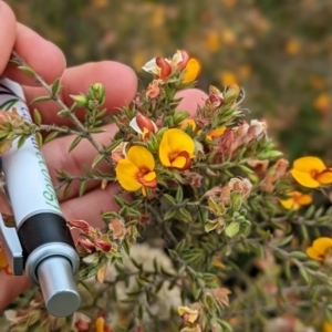 Pultenaea procumbens at Lade Vale, NSW - 11 Nov 2022 02:20 PM