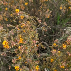 Pultenaea procumbens at Lade Vale, NSW - 11 Nov 2022 02:20 PM