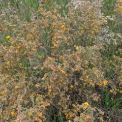 Pultenaea procumbens at Lade Vale, NSW - 11 Nov 2022 02:20 PM