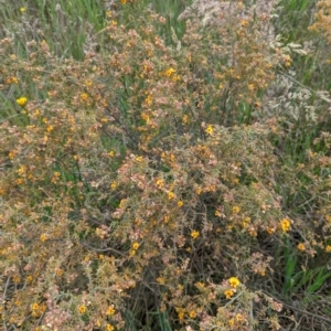 Pultenaea procumbens at Lade Vale, NSW - 11 Nov 2022