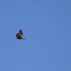 Accipiter cirrocephalus (Collared Sparrowhawk) at Point Hut to Tharwa - 10 Nov 2022 by RodDeb