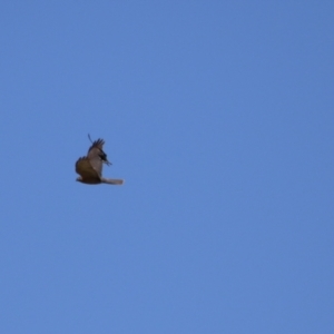 Accipiter cirrocephalus at Gordon, ACT - 10 Nov 2022