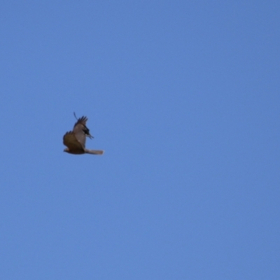 Accipiter cirrocephalus (Collared Sparrowhawk) at Point Hut to Tharwa - 10 Nov 2022 by RodDeb