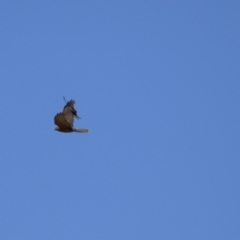 Accipiter cirrocephalus (Collared Sparrowhawk) at Gordon, ACT - 10 Nov 2022 by RodDeb