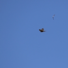 Accipiter cirrocephalus at Gordon, ACT - 10 Nov 2022