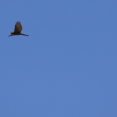 Accipiter cirrocephalus at Gordon, ACT - 10 Nov 2022