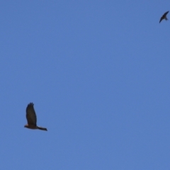 Accipiter cirrocephalus at Gordon, ACT - 10 Nov 2022