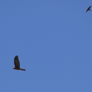 Accipiter cirrocephalus at Gordon, ACT - 10 Nov 2022