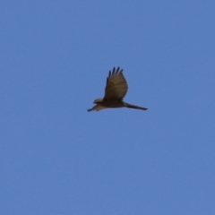 Accipiter cirrocephalus at Gordon, ACT - 10 Nov 2022