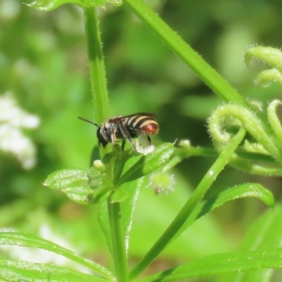 Lipotriches (Austronomia) phanerura (Halictid Bee) at Point Hut to Tharwa - 10 Nov 2022 by RodDeb