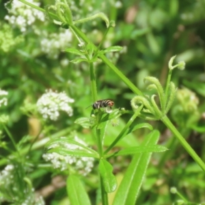 Lipotriches (Austronomia) phanerura at Paddys River, ACT - 10 Nov 2022 12:25 PM