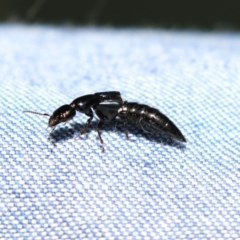 Staphylinidae (family) (Rove beetle) at Point Hut to Tharwa - 10 Nov 2022 by RodDeb