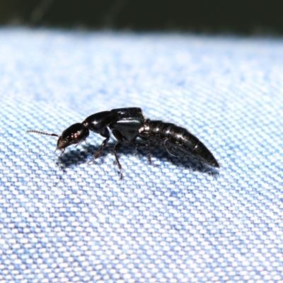 Staphylinidae (family) (Rove beetle) at Point Hut to Tharwa - 10 Nov 2022 by RodDeb