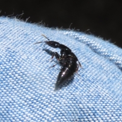 Staphylinidae (family) at Paddys River, ACT - 10 Nov 2022 01:12 PM