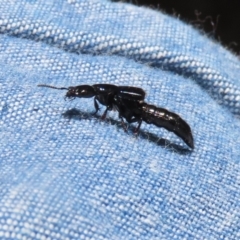 Staphylinidae (family) at Paddys River, ACT - 10 Nov 2022