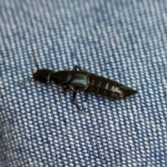 Staphylinidae (family) at Paddys River, ACT - 10 Nov 2022