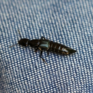 Staphylinidae (family) at Paddys River, ACT - 10 Nov 2022 01:12 PM