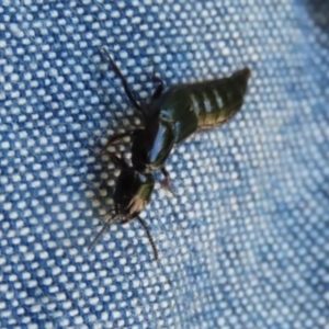 Staphylinidae (family) at Paddys River, ACT - 10 Nov 2022 01:12 PM