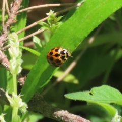 Harmonia conformis (Common Spotted Ladybird) at Paddys River, ACT - 10 Nov 2022 by RodDeb