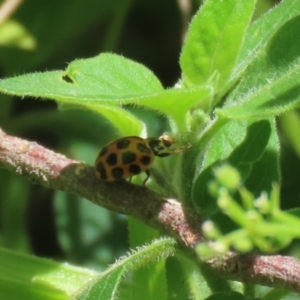 Harmonia conformis at Paddys River, ACT - 10 Nov 2022