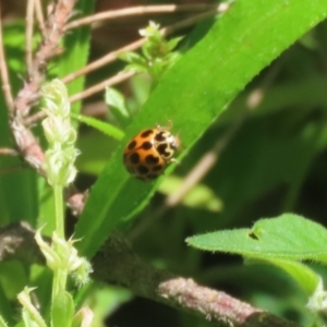 Harmonia conformis at Paddys River, ACT - 10 Nov 2022