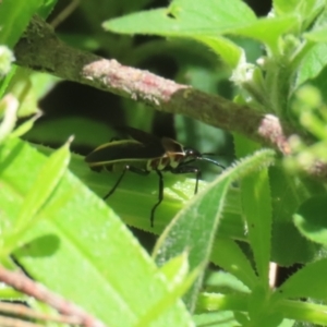 Dysdercus sidae at Paddys River, ACT - 10 Nov 2022 12:29 PM