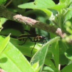 Dysdercus sidae at Paddys River, ACT - 10 Nov 2022 12:29 PM