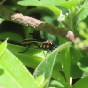 Dysdercus sidae at Paddys River, ACT - 10 Nov 2022 12:29 PM