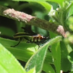 Dysdercus sidae at Paddys River, ACT - 10 Nov 2022 12:29 PM