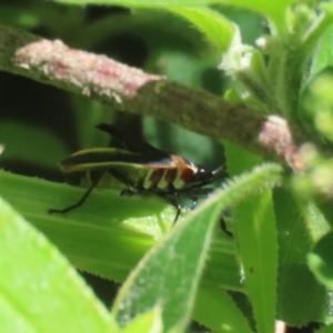 Dysdercus sidae at Paddys River, ACT - 10 Nov 2022