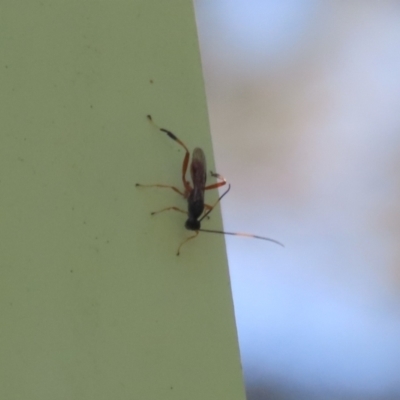 Ichneumonoidea (Superfamily) (A species of parasitic wasp) at Paddys River, ACT - 10 Nov 2022 by RodDeb