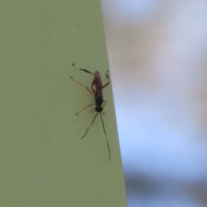 Ichneumonoidea (Superfamily) at Paddys River, ACT - 10 Nov 2022 12:44 PM