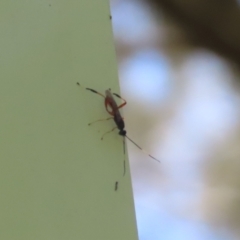 Ichneumonoidea (Superfamily) at Paddys River, ACT - 10 Nov 2022 12:44 PM