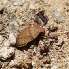 Dictyotus caenosus (Brown Shield Bug) at Point Hut to Tharwa - 10 Nov 2022 by RodDeb