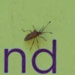 Cletus similis (A coried plant bug) at Point Hut to Tharwa - 10 Nov 2022 by RodDeb