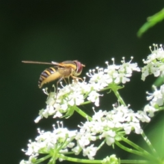 Unidentified Hover fly (Syrphidae) (TBC) at Paddys River, ACT - 10 Nov 2022 by RodDeb