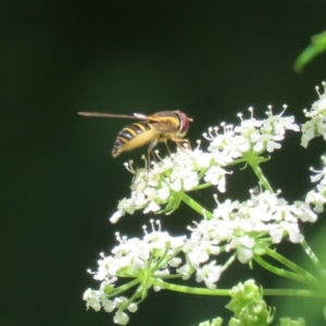 Sphaerophoria macrogaster at Paddys River, ACT - 10 Nov 2022