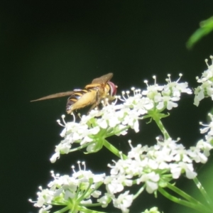 Sphaerophoria macrogaster at Paddys River, ACT - 10 Nov 2022