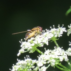 Sphaerophoria macrogaster at Paddys River, ACT - 10 Nov 2022