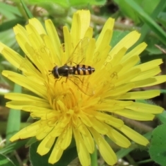 Melangyna viridiceps (Hover fly) at Point Hut to Tharwa - 10 Nov 2022 by RodDeb