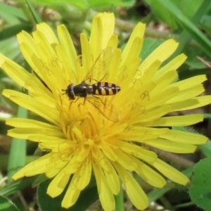 Melangyna viridiceps at Paddys River, ACT - 10 Nov 2022 12:10 PM