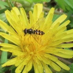 Melangyna viridiceps at Paddys River, ACT - 10 Nov 2022 12:10 PM