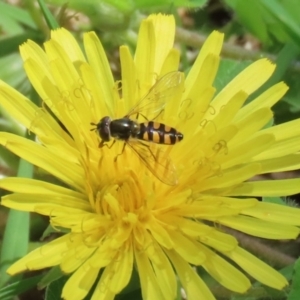 Melangyna viridiceps at Paddys River, ACT - 10 Nov 2022 12:10 PM