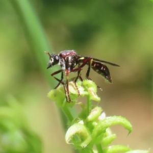 Daptolestes limbipennis at Paddys River, ACT - 10 Nov 2022